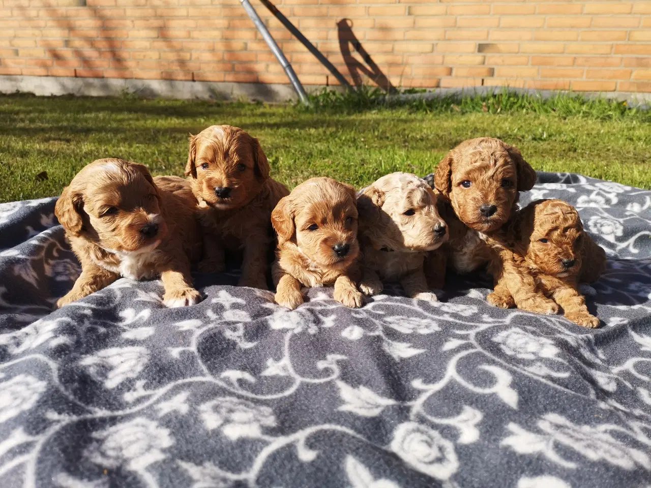 Billede 6 - Cavapoo