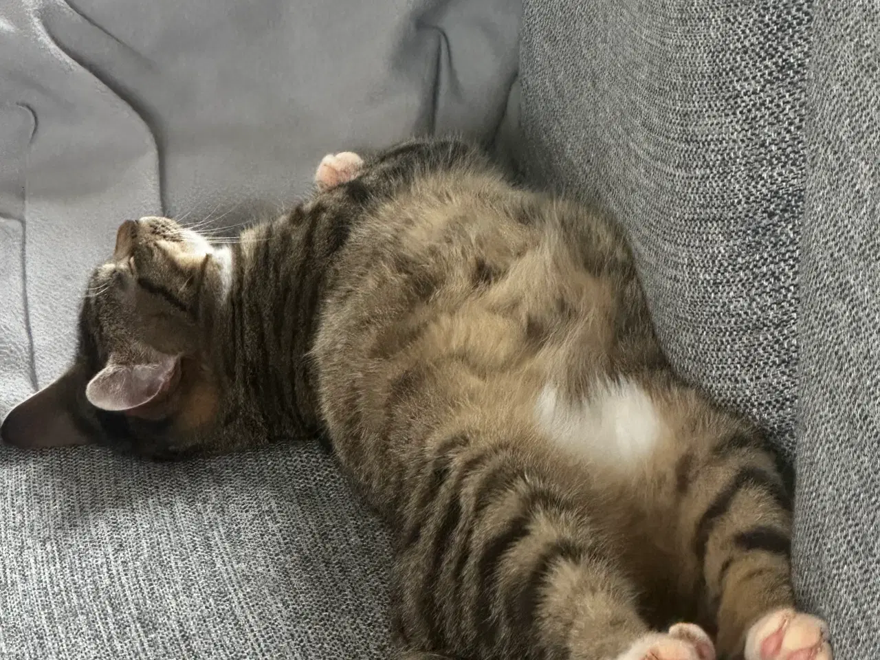 Billede 2 - Han kat fra April sidste år