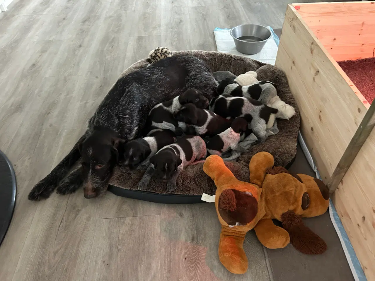 Billede 1 - Rughårede hønsehunds hvalpe