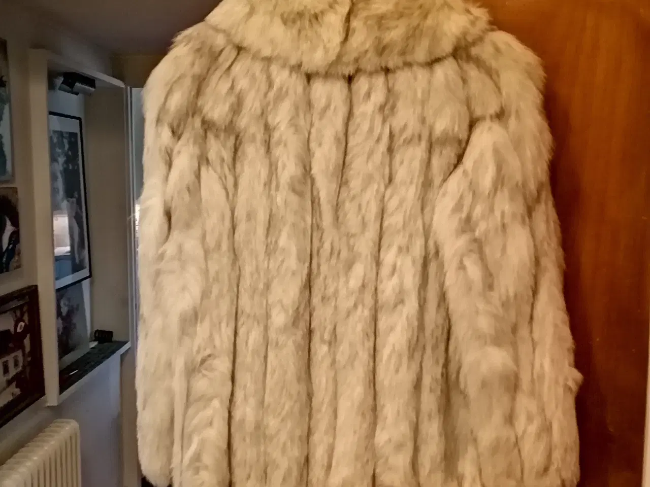 Billede 1 - Ægte blåræv