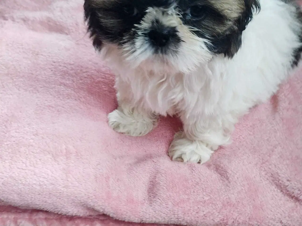 Billede 12 - Tu vidunderlige Shih Tzu
