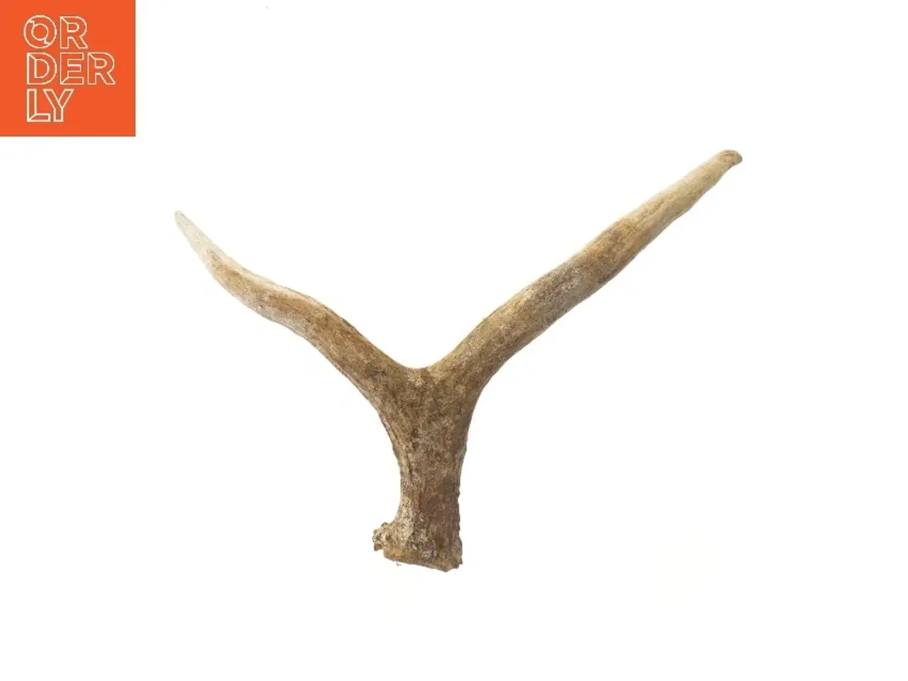 Billede 3 - Hjortegevir dekoration (str. 33 cm)