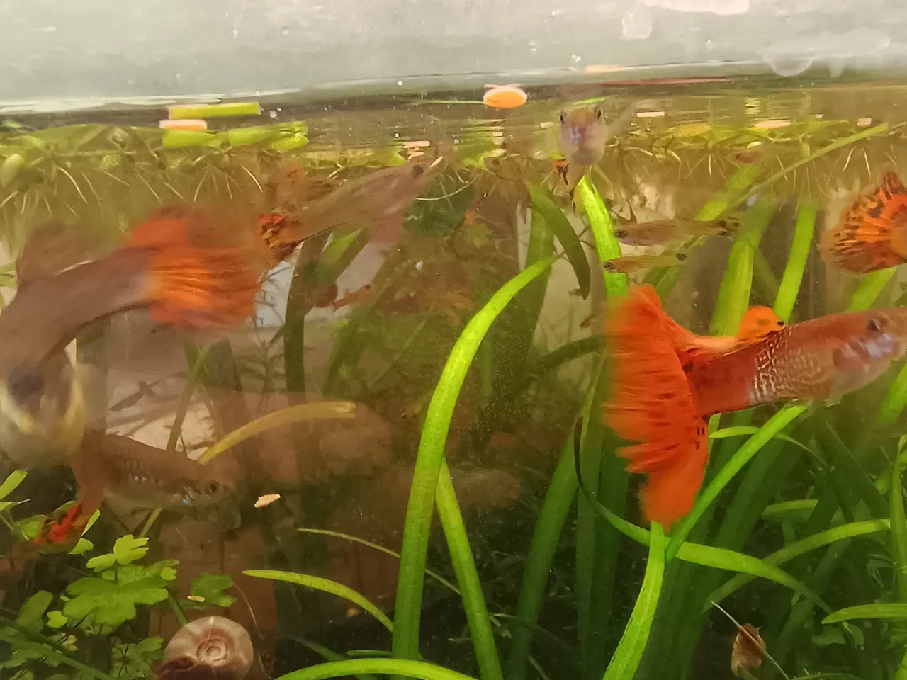 Billede 3 - Guppy-yngel Metal Snakeskin Red Lace