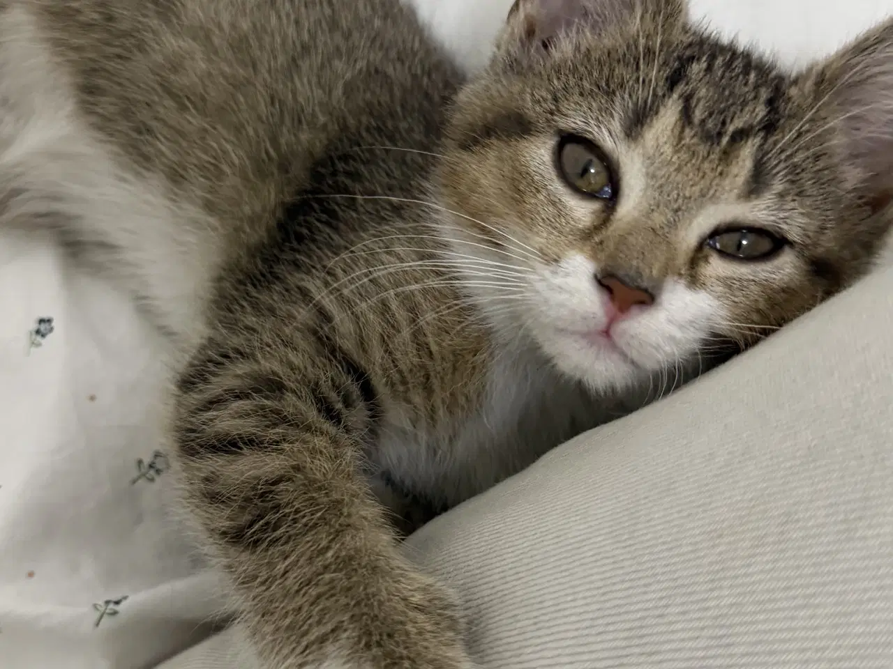 Billede 2 - Hun killing