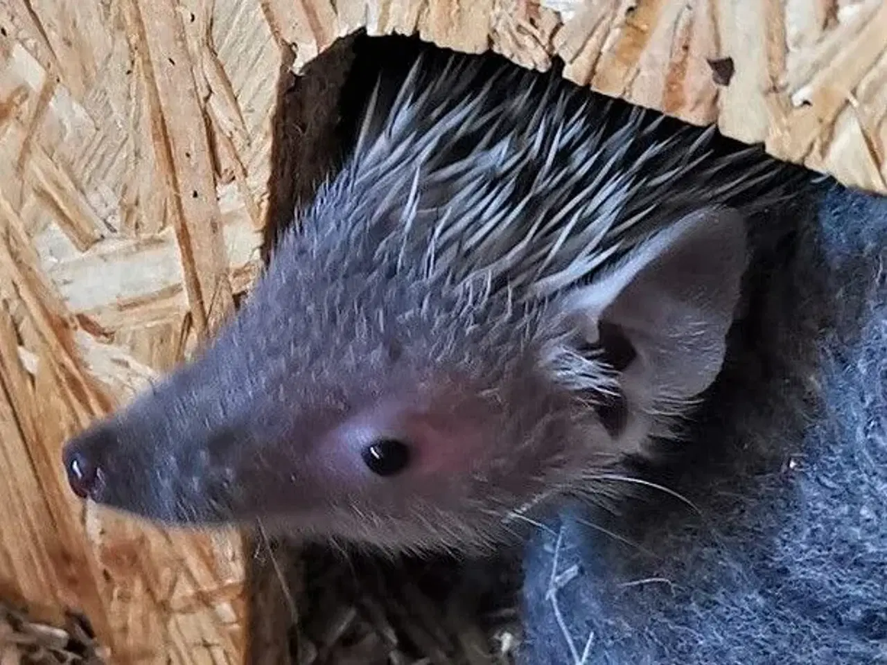 Billede 4 - Tenrec 