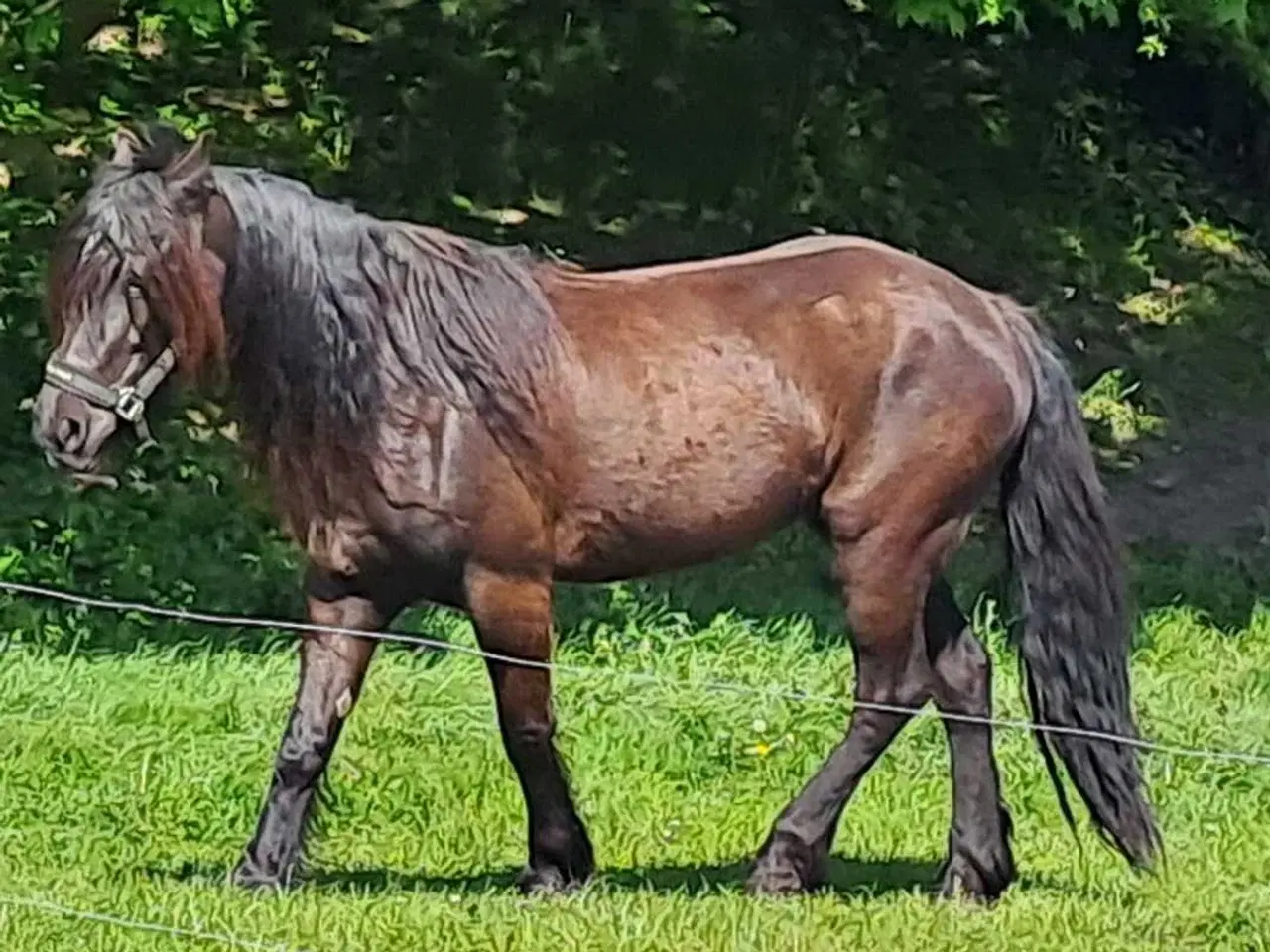 Billede 2 - 2 for 1 drægtig koldblods meget kørt