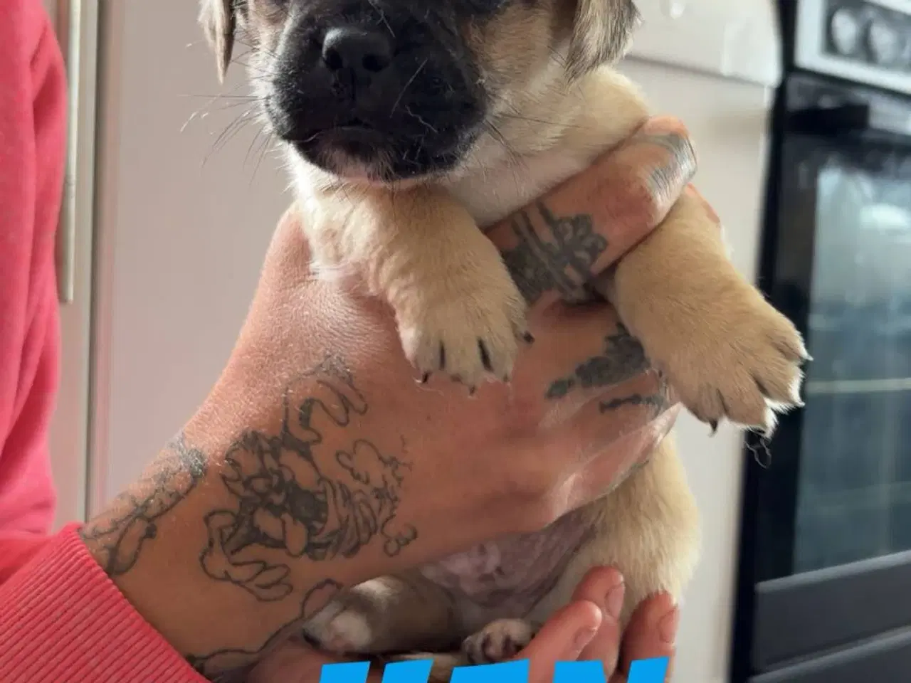 Billede 4 - Jack russel terry og mops hvalpe 