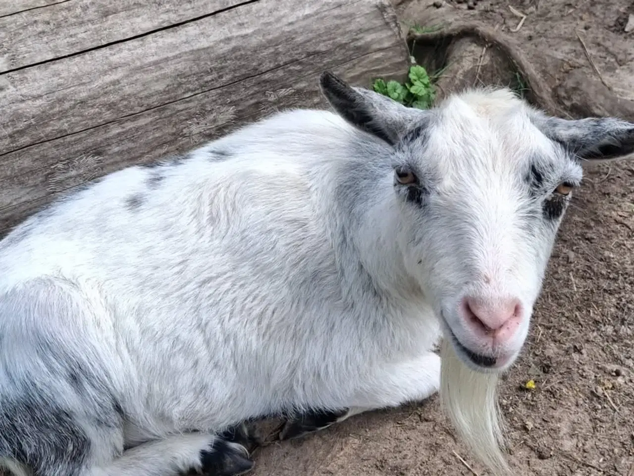 Billede 4 - 11 søde geder søger nyt hjem