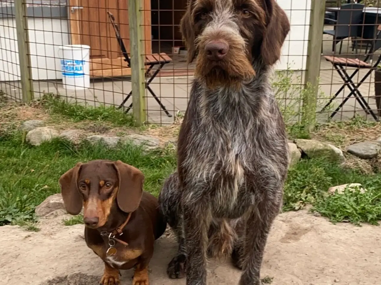 Billede 2 - Ruhåret hønsehund ( han )