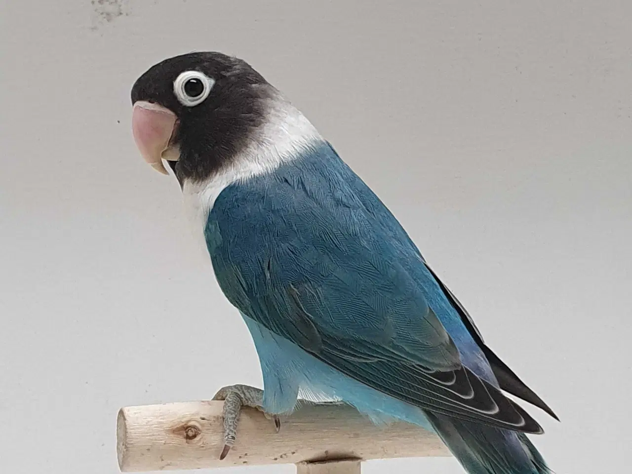 Billede 11 - Sorthovedet Dværgpapegøjepar 