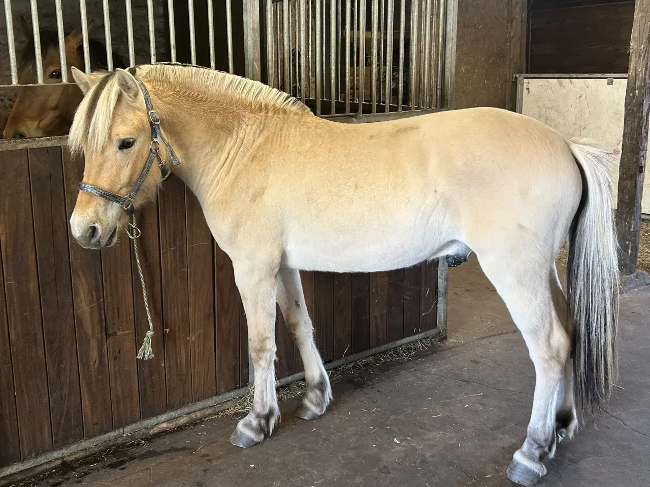 Billede 2 - Smuk Fjordhest