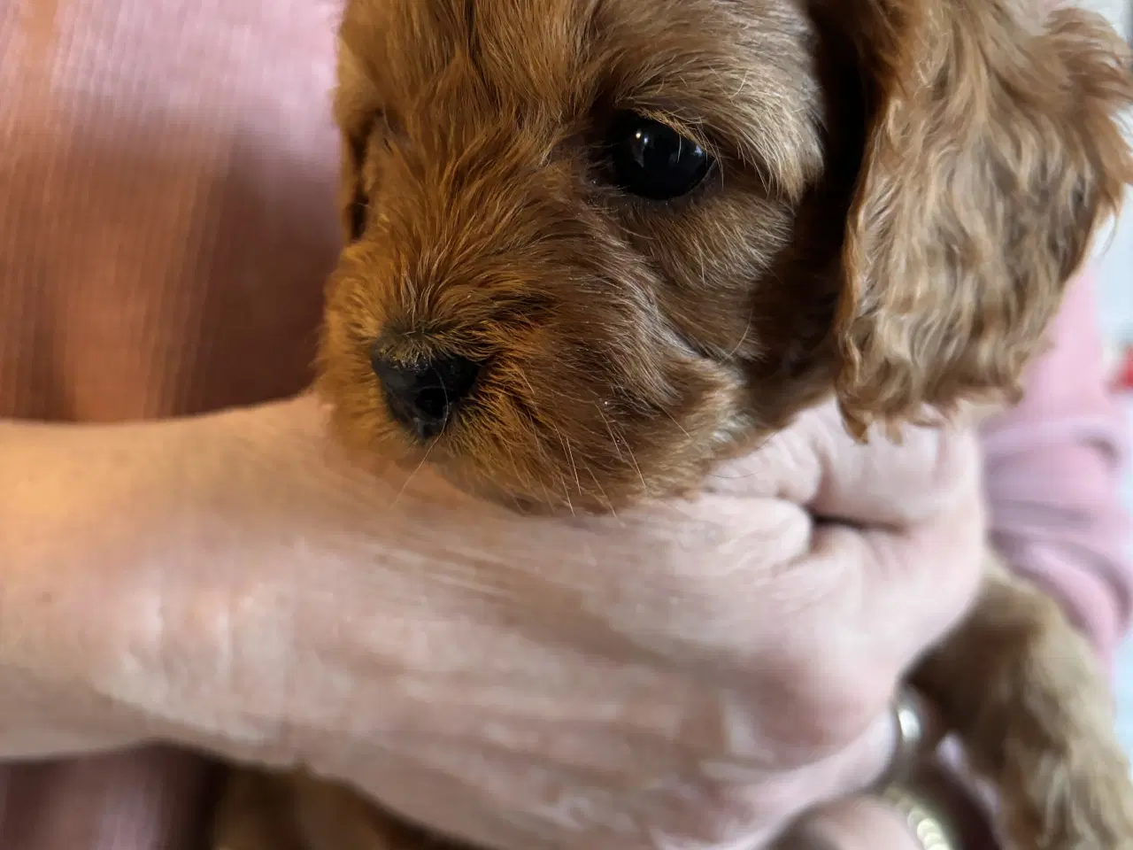 Billede 1 - Skønne Cavapoo hvalpe