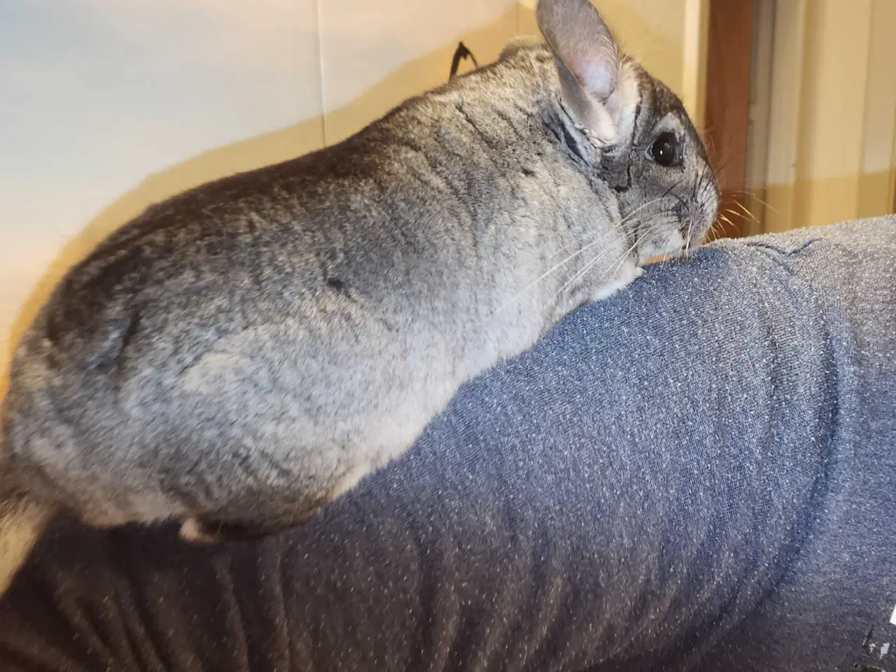 Billede 6 - Chinchilla-søskende