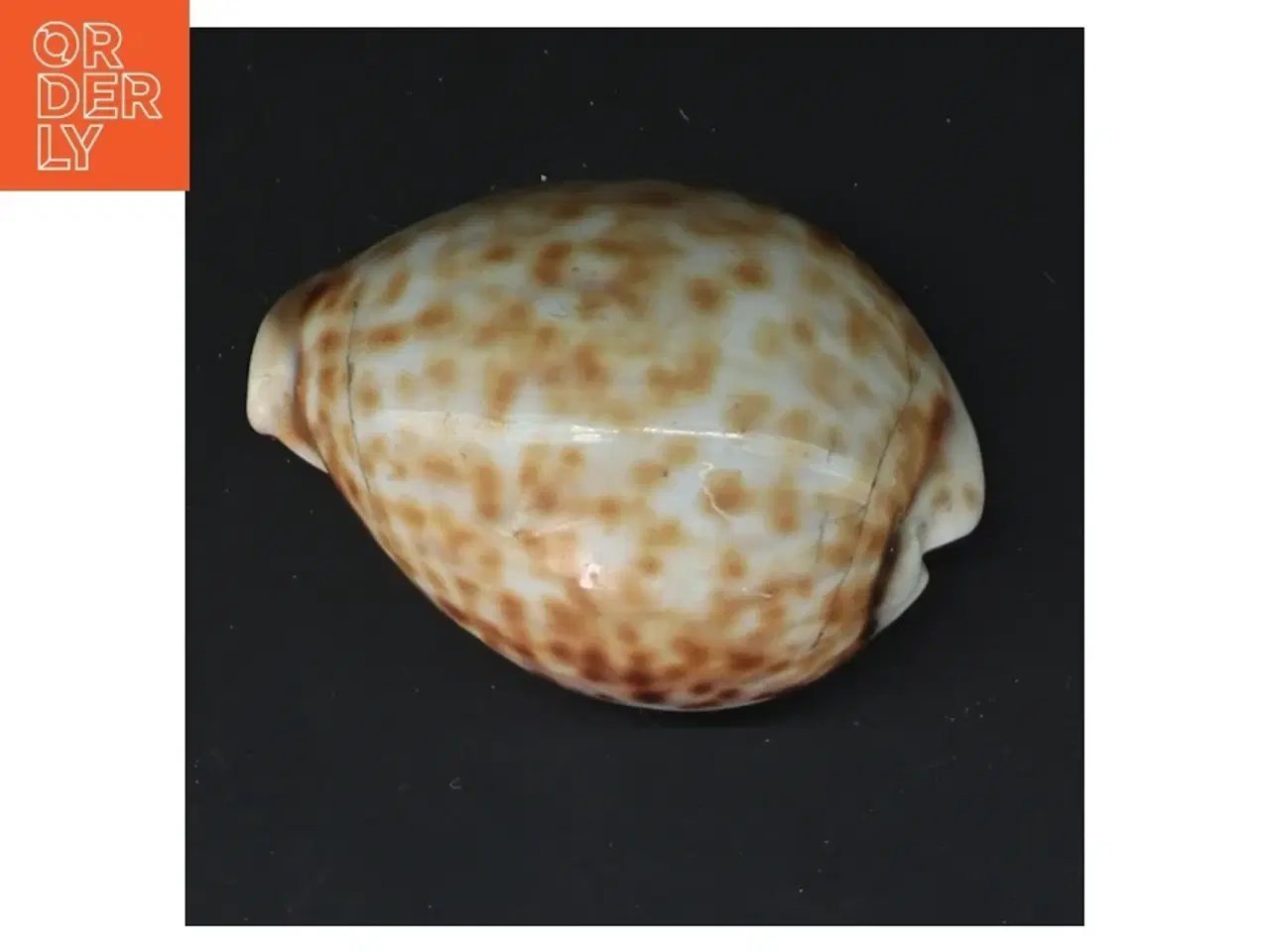 Billede 4 - Sneglehus (str. 8,5 cm)