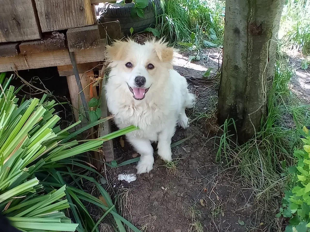 Billede 8 - Molly - kærlig glad pige leder efter sit hjem