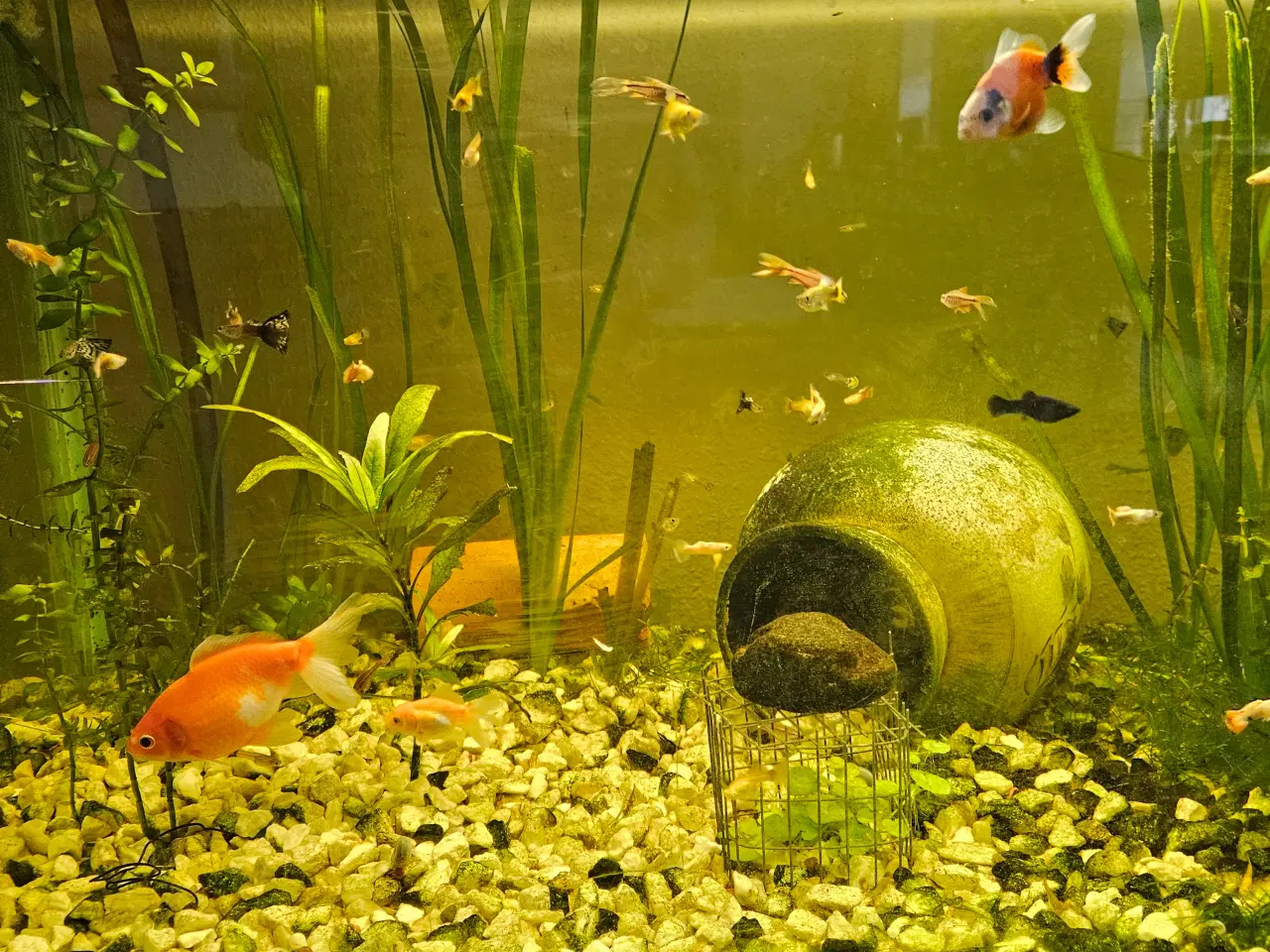 Billede 2 - guppy mix