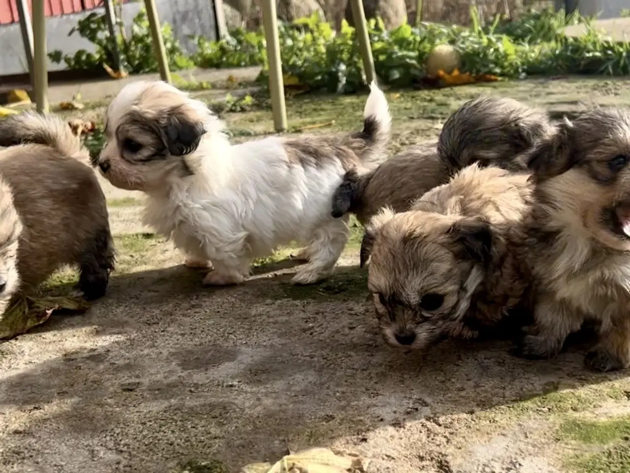 Billede 4 - Små allergivenlige og ikke fældende hundehvalpe
