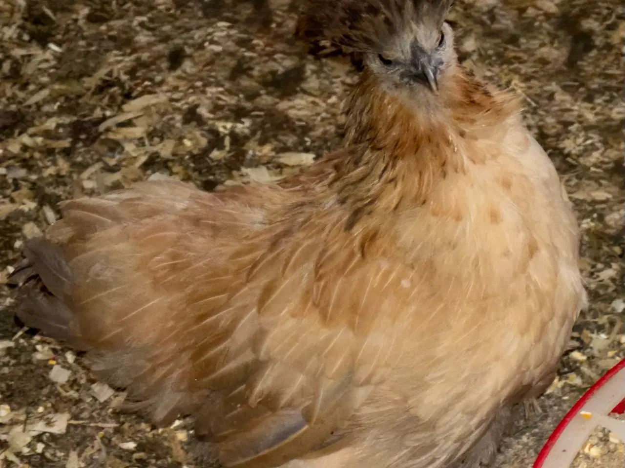 Billede 2 - 3 silker og 4 top blandings høne kyllinger