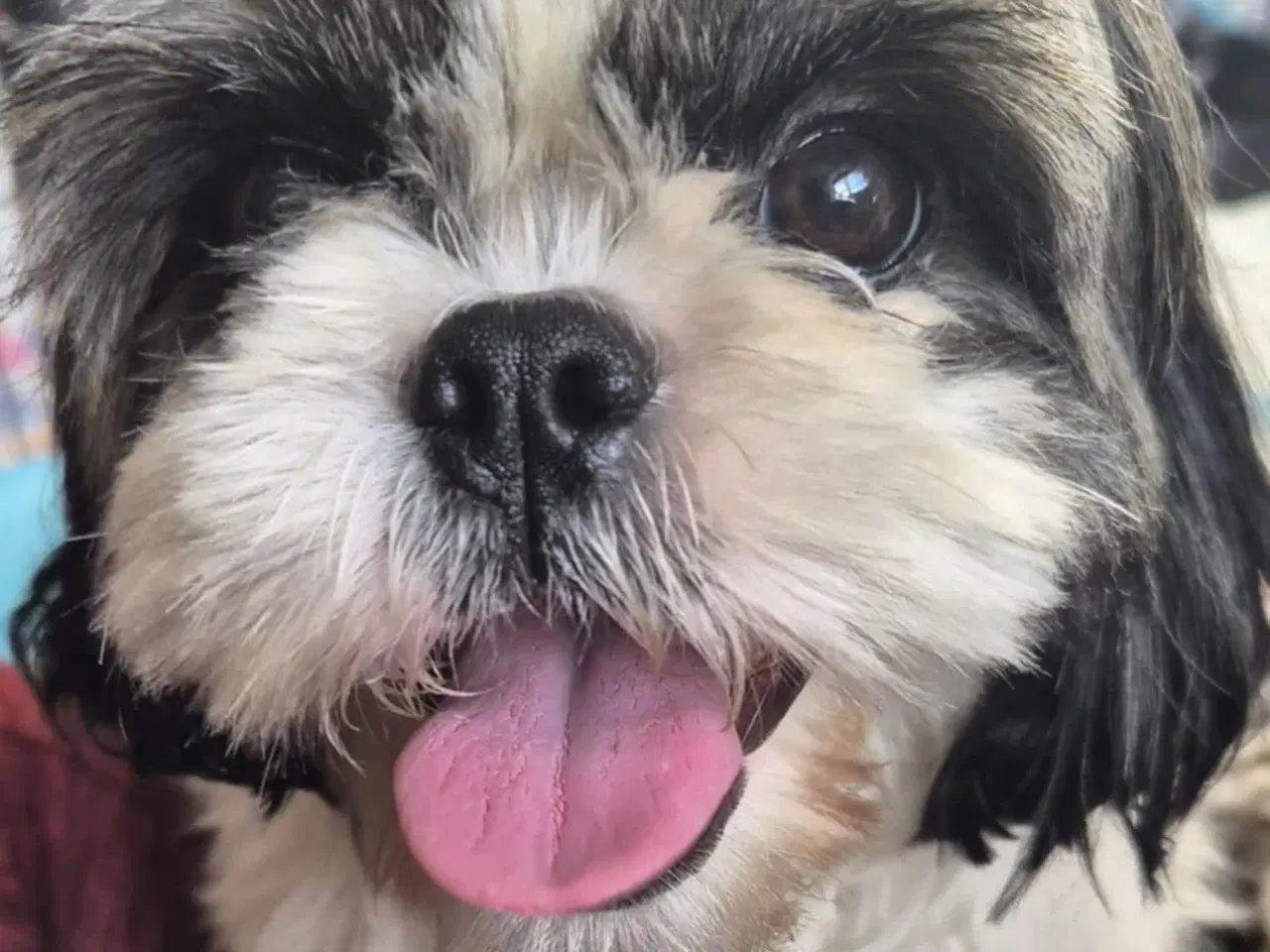 Billede 4 - Flytteklar Shih Tzu blanding hvalpe