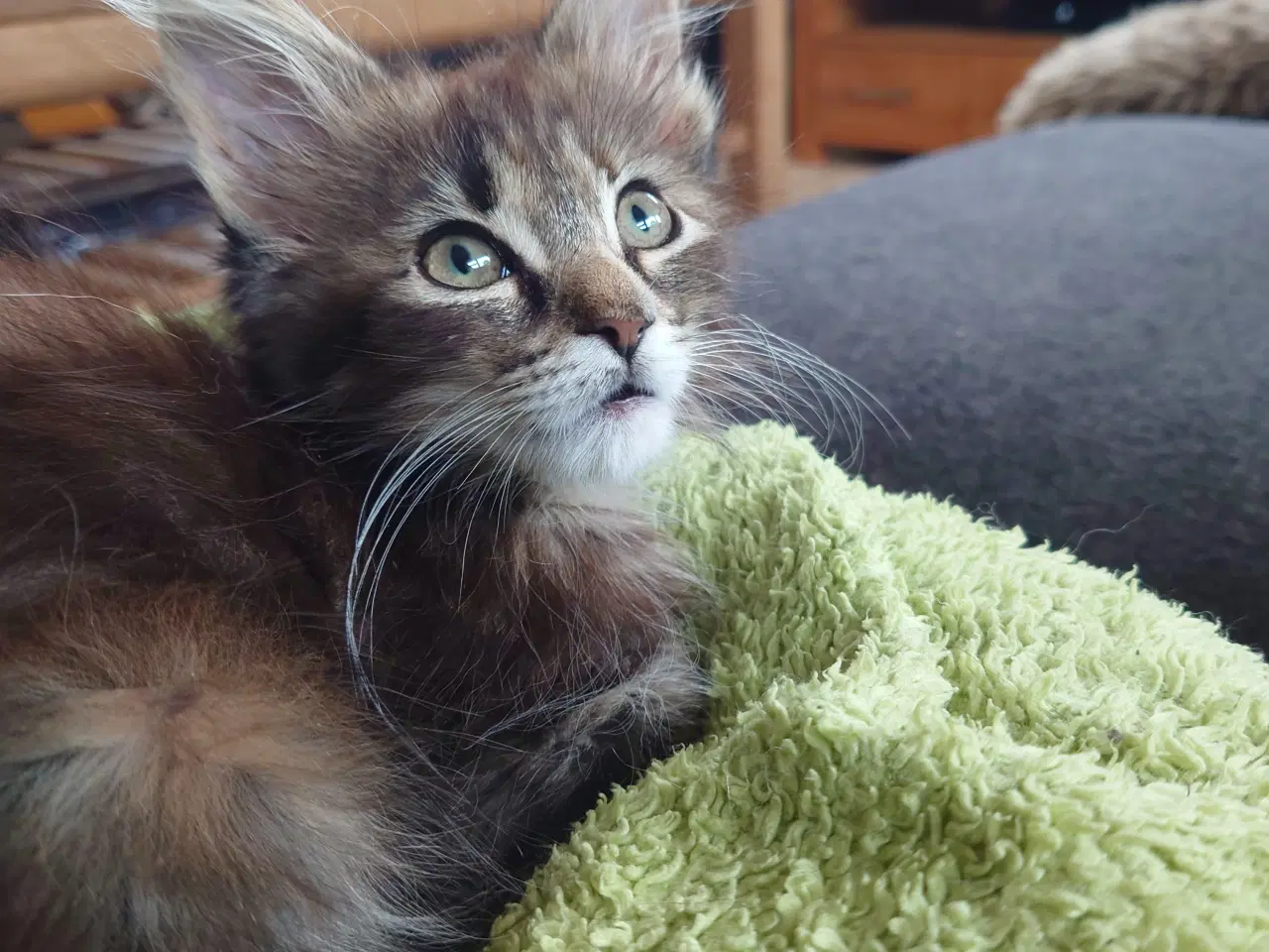 Billede 3 - Maine coon killinger, far ægte med tavle
