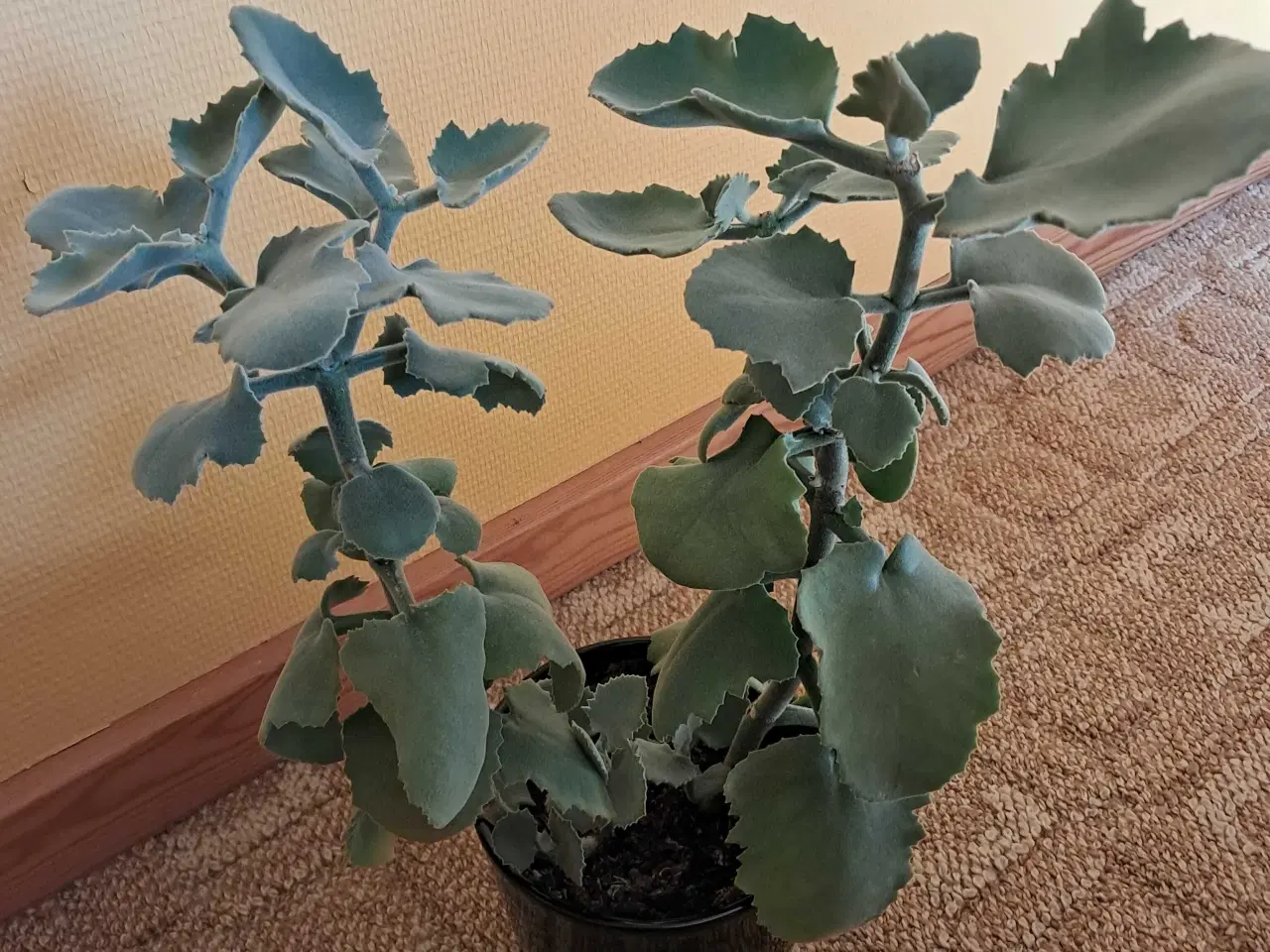Billede 1 - Stueplante kalenchoe beharensis