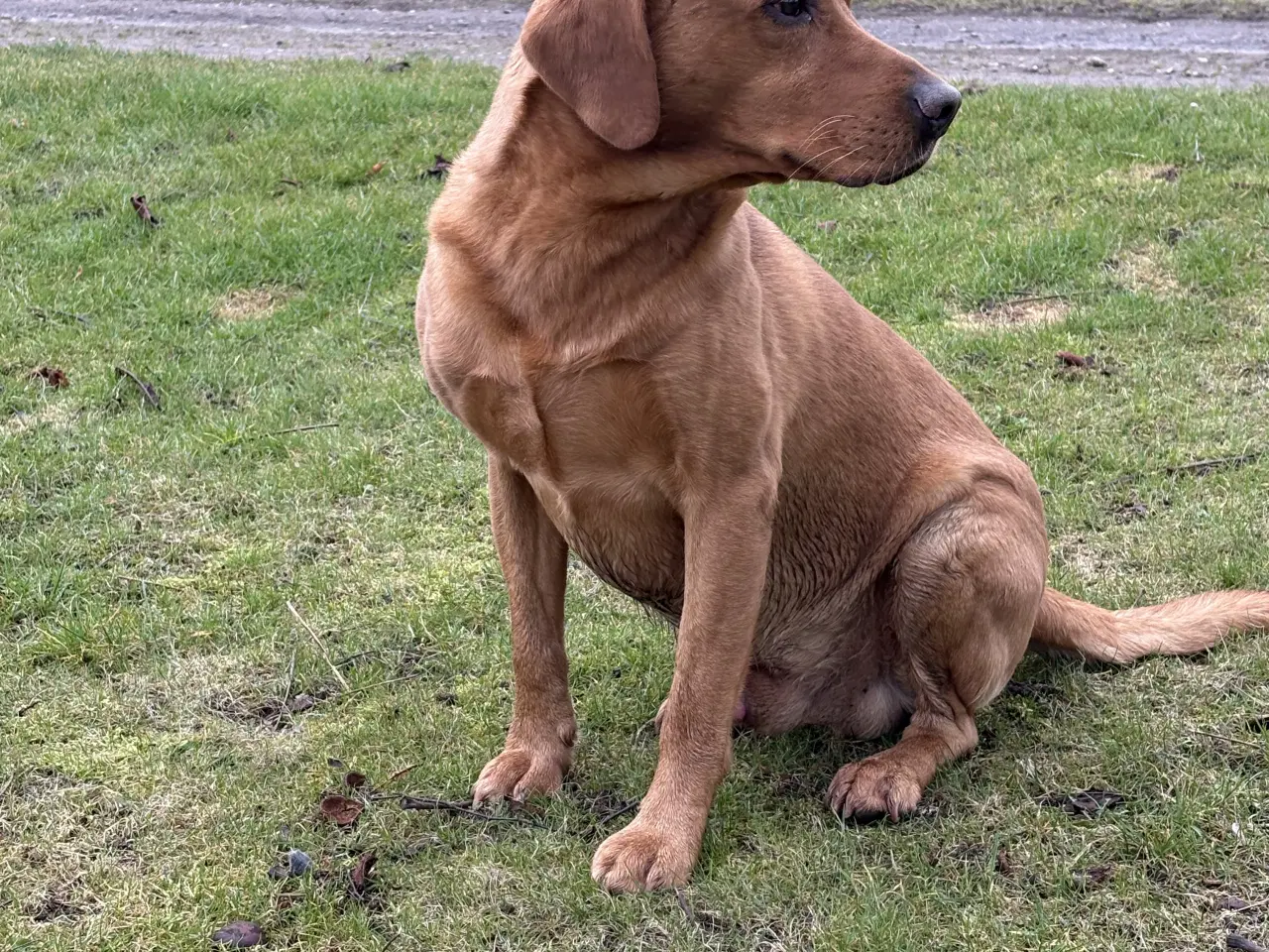 Billede 2 - Fox red labrador