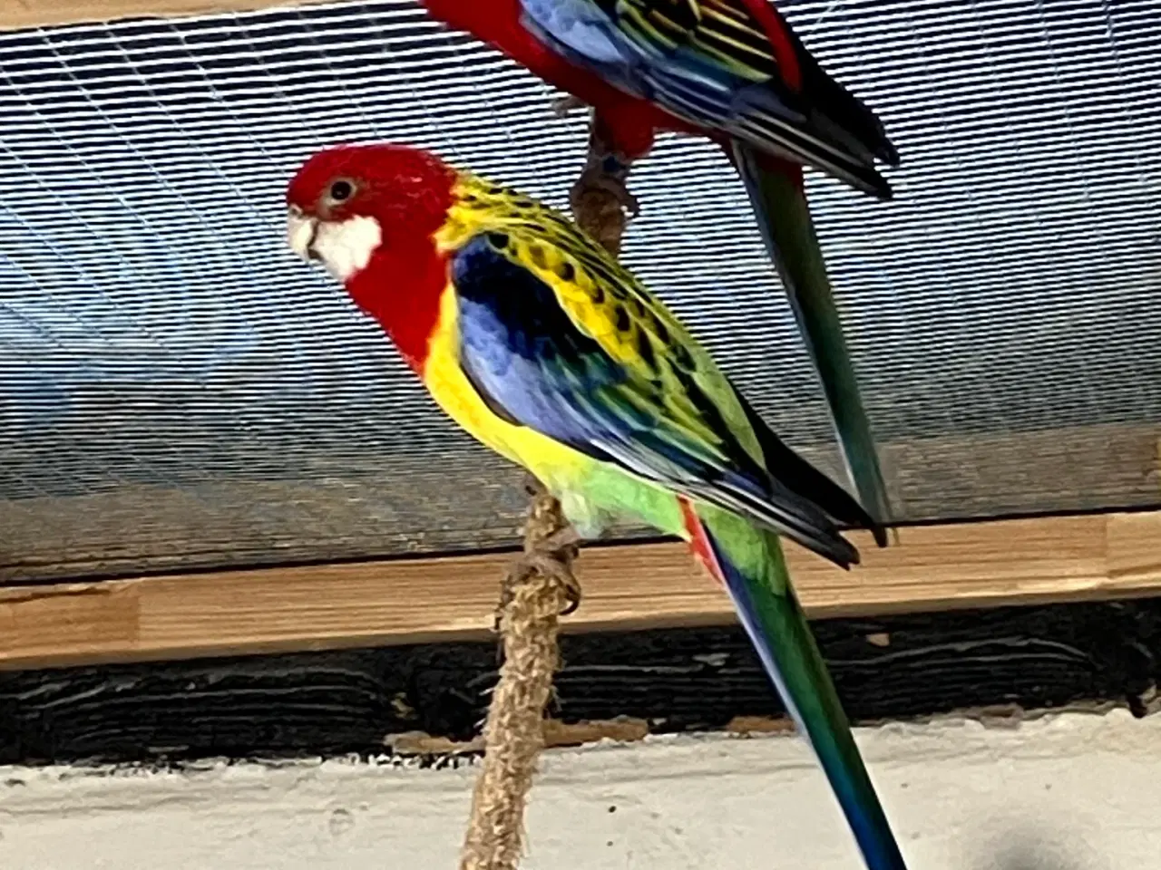 Billede 1 - 9 STK. DEJLIGE ROSELLAER TIL SALG