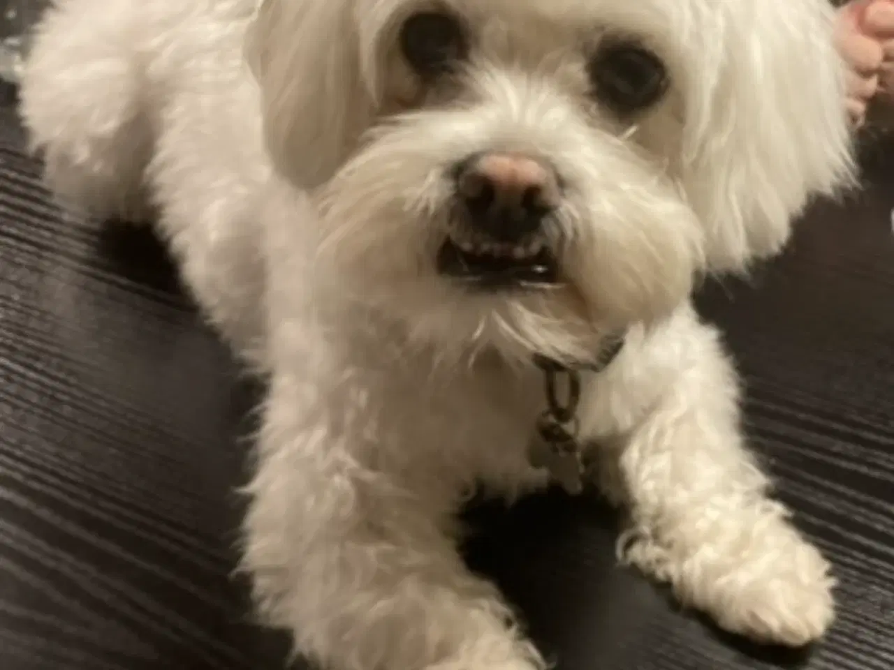 Billede 1 - Hund sælges