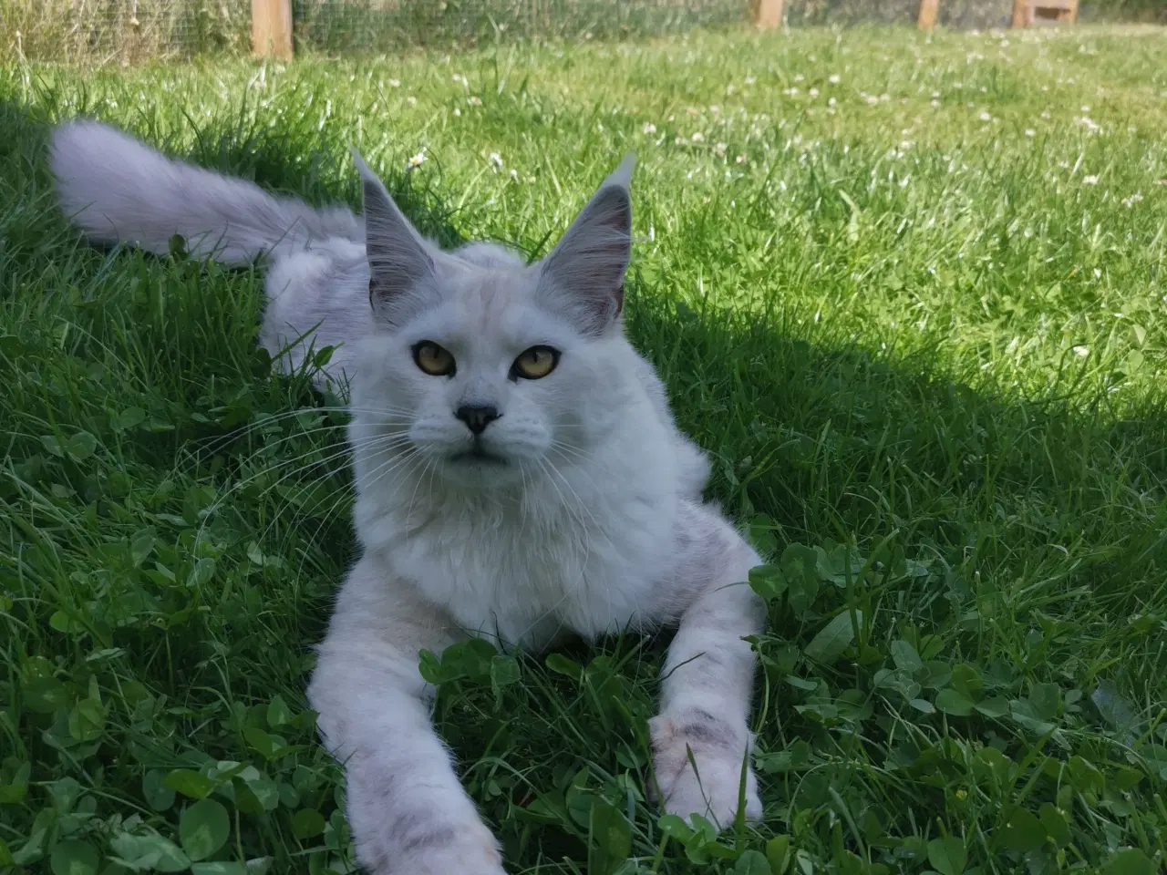 Billede 8 - Mainecoon pige 