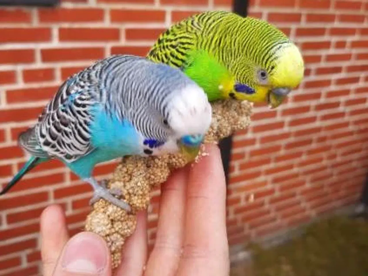 Billede 1 - Undulat (er), blå og grønne, hanner og hunner