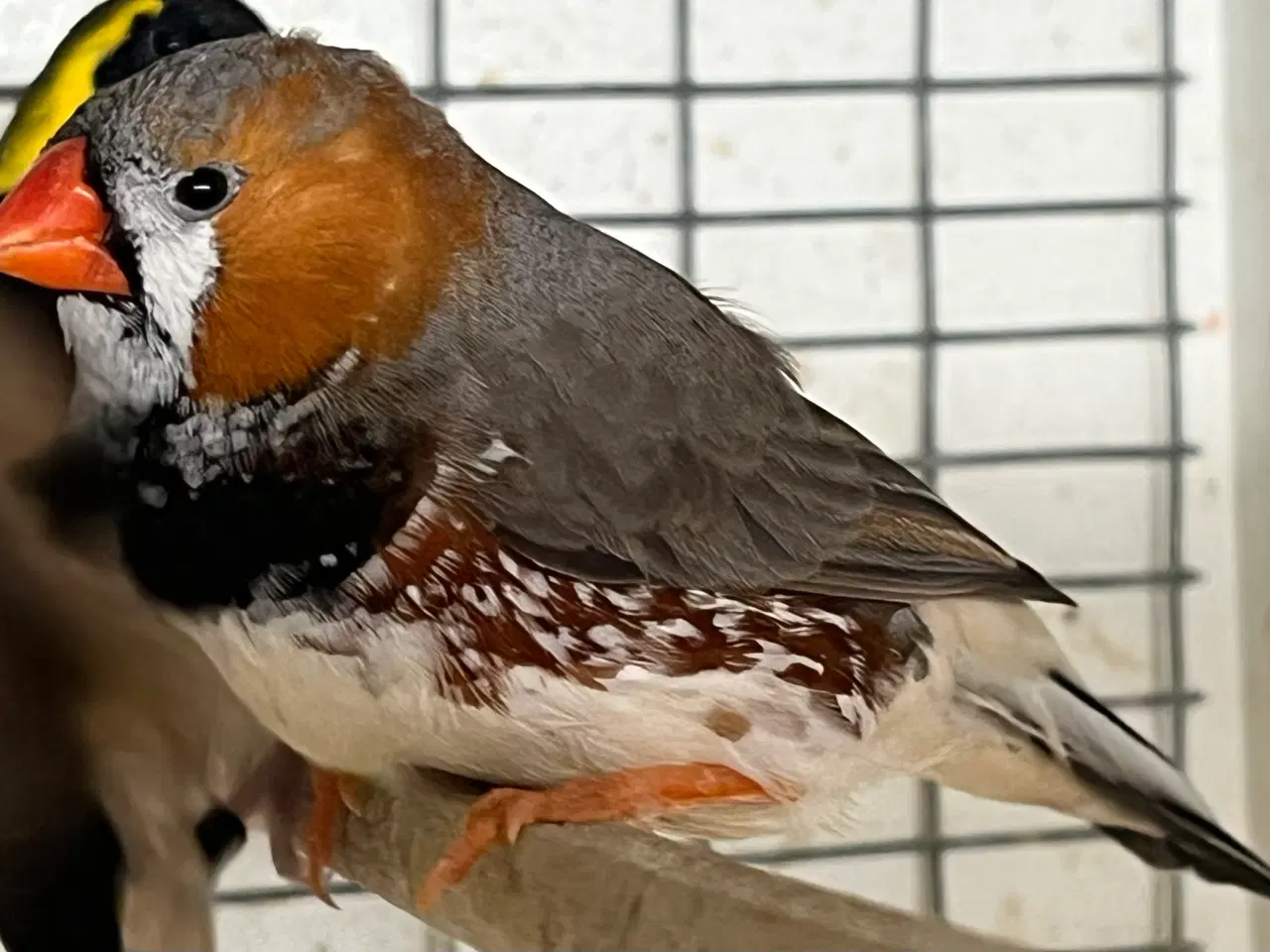 Billede 2 - Xl Zebrafinke