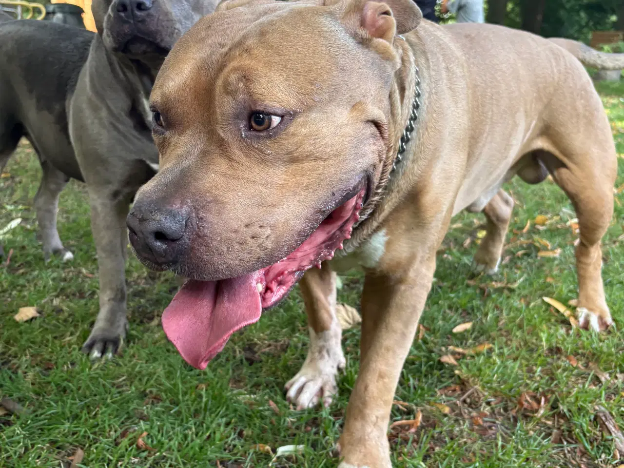 Billede 4 - American bully hvalpe 🐶 