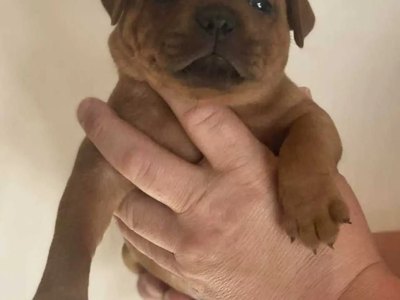 Billede 8 - Smukke Staffordshire Bull Terrier hvalpe DKK 