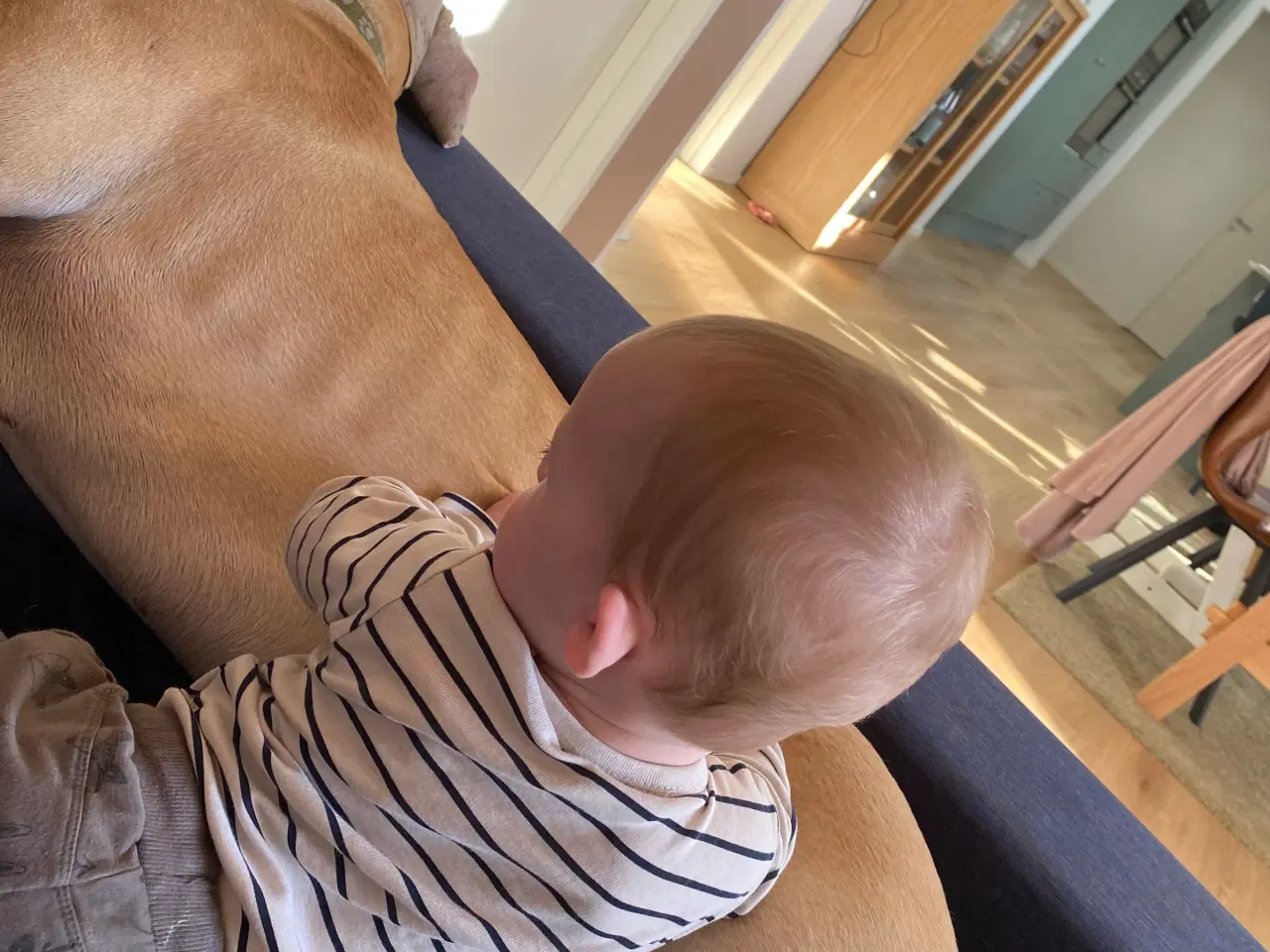 Billede 5 - Grand danois på 1 år