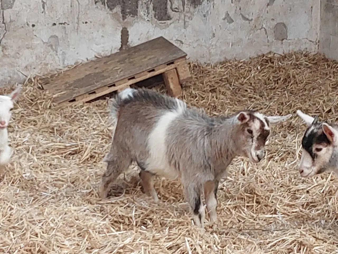 Billede 8 - 4 gede kid