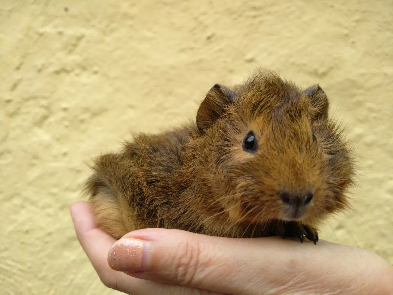 Billede 2 - 2 hun Rosette