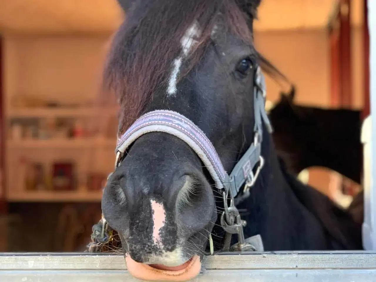 Billede 8 - Skøn Tinker/Irish Cob hoppe