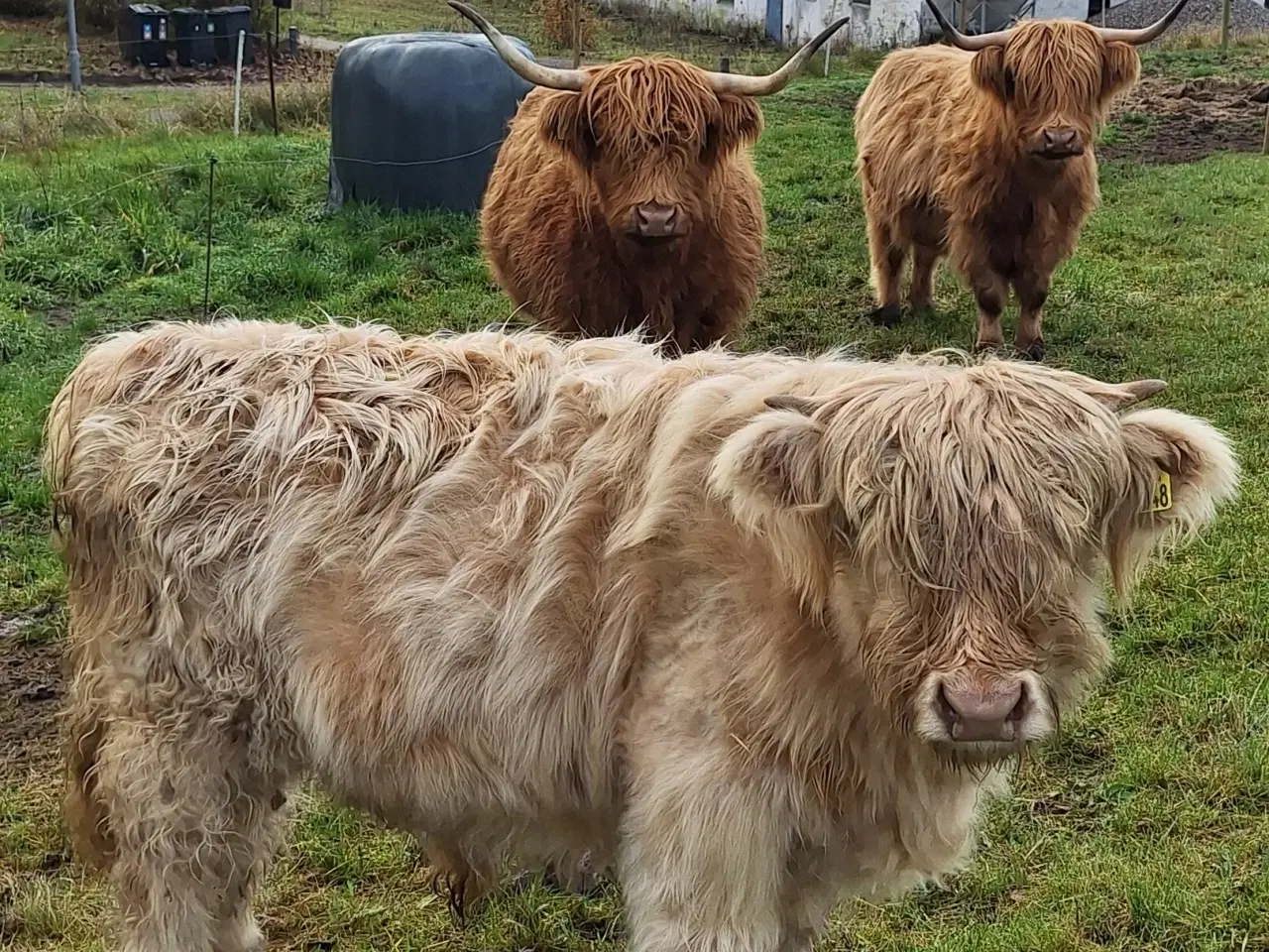 Billede 5 - Skotsk højlandskvæg tyrkalv
