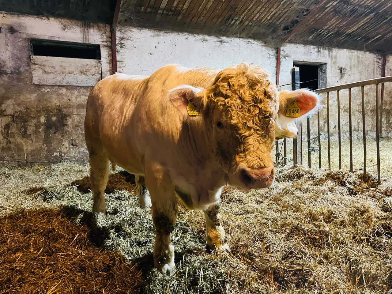 Billede 1 - Salgsopstilling – Charolais Tyr