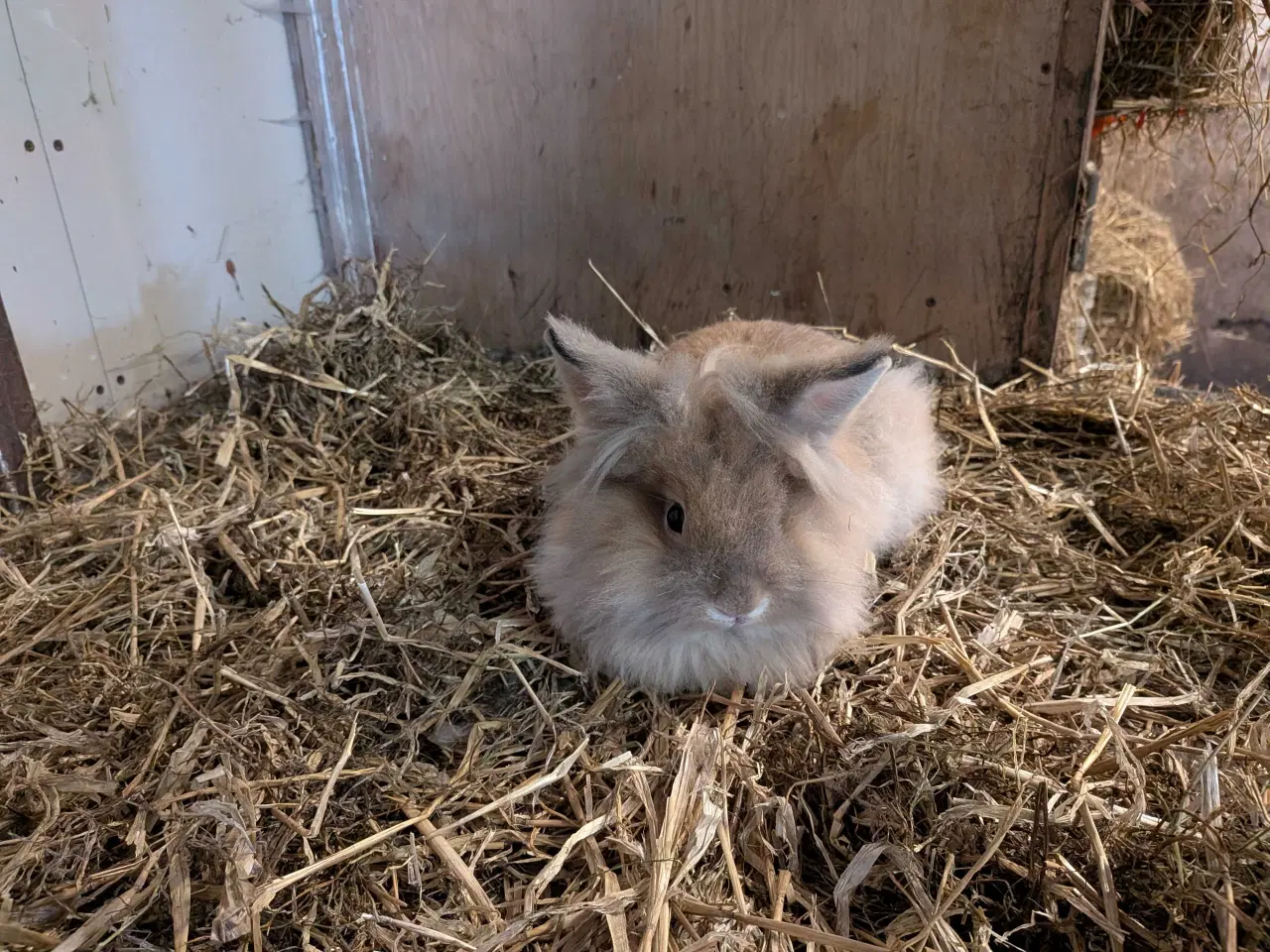 Billede 5 - To løvehoved han kaniner