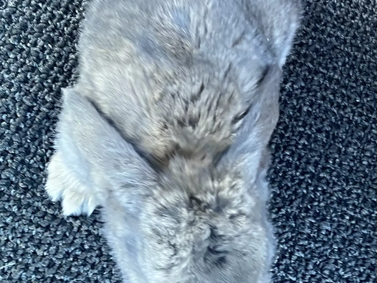 Billede 6 - FRANSK VÆDDER HUN VILDTBLÅ