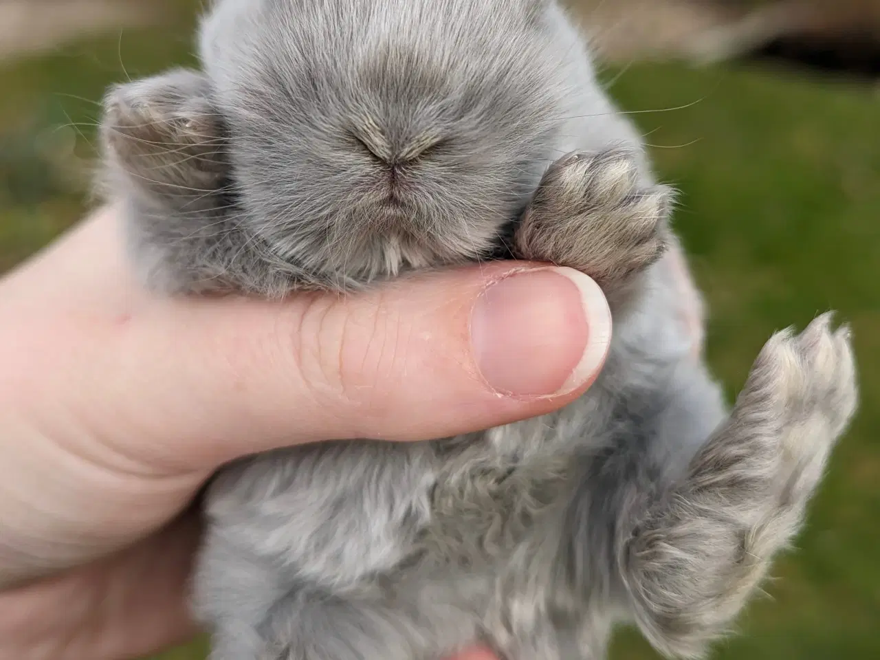 Billede 2 - Minilop kaninunge sælges 