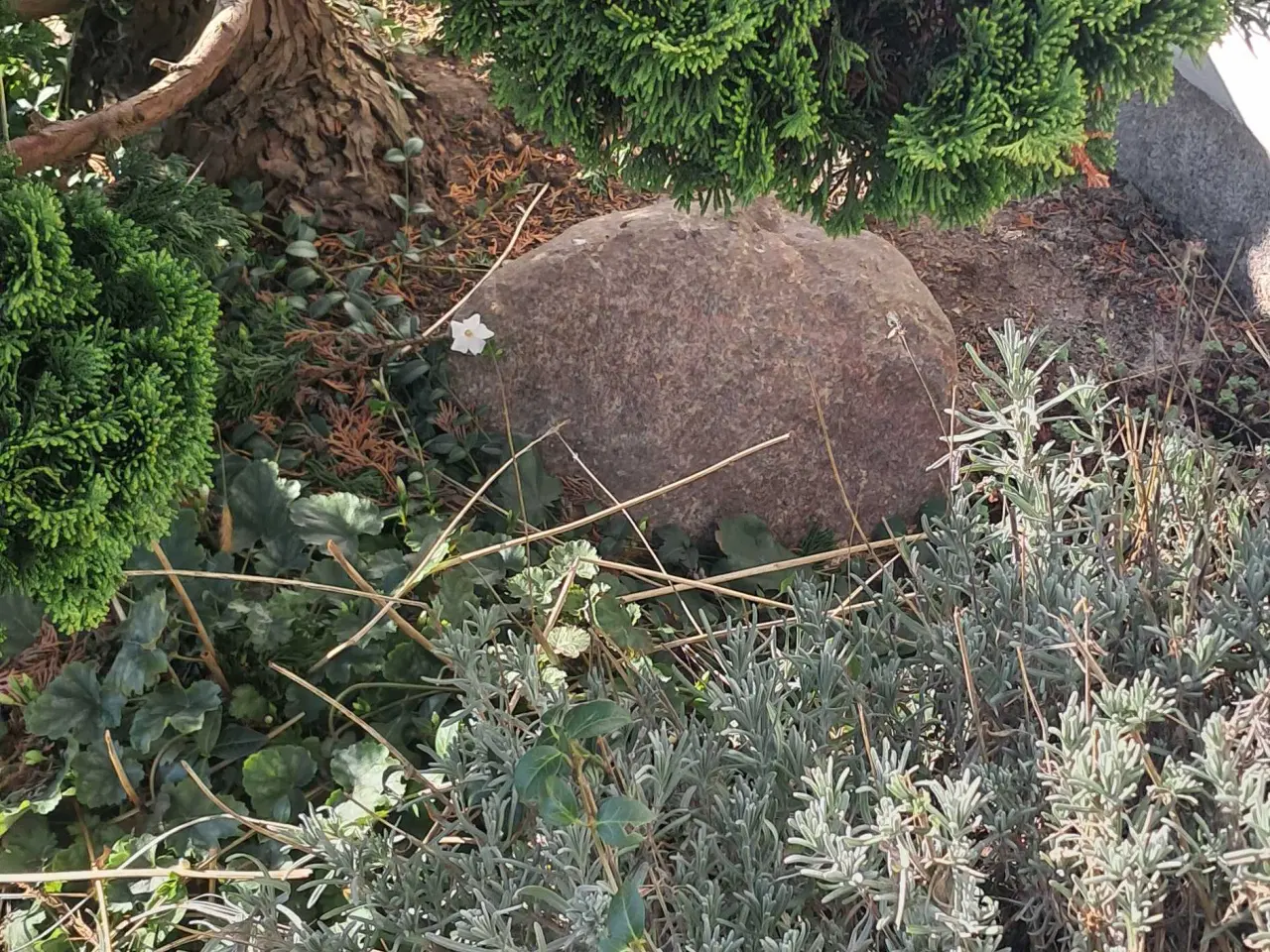 Billede 9 - Flotte havesten