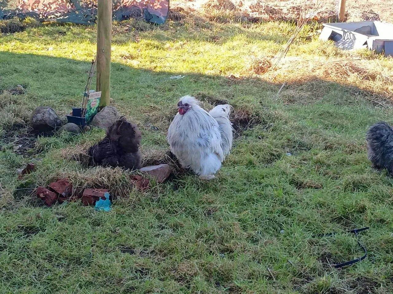 Billede 3 - Dværge silkehøns rugeæg  