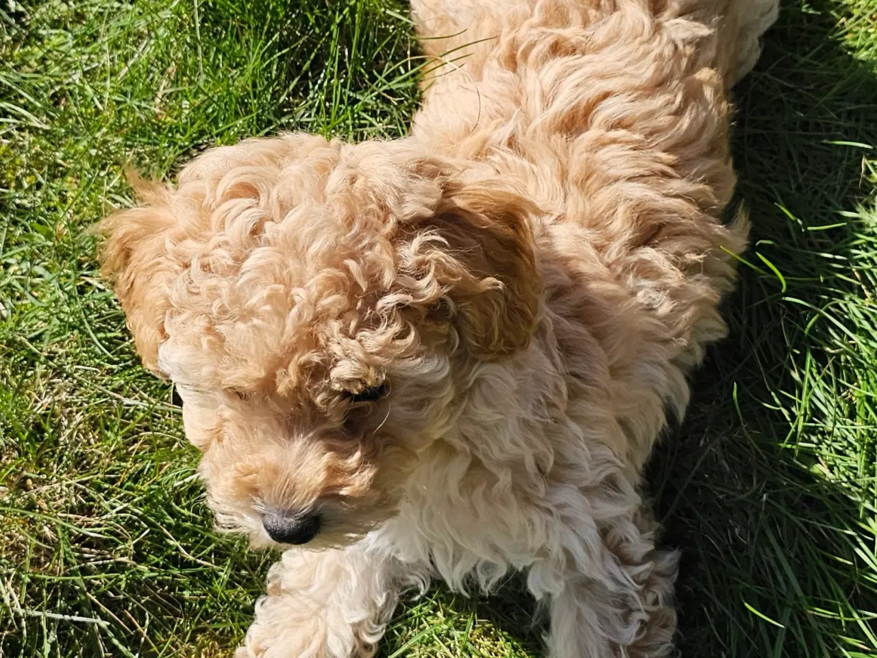 Billede 6 - Dværgpuddel hvalpe - hanner