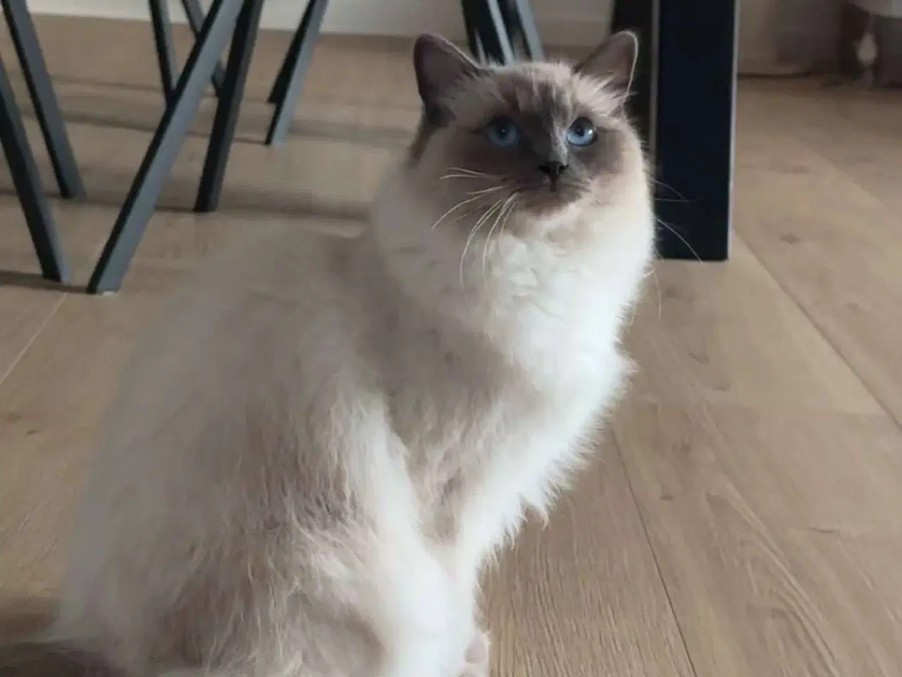 Billede 12 - Ragdoll / Hellig Birma - 1 Killing Sælges