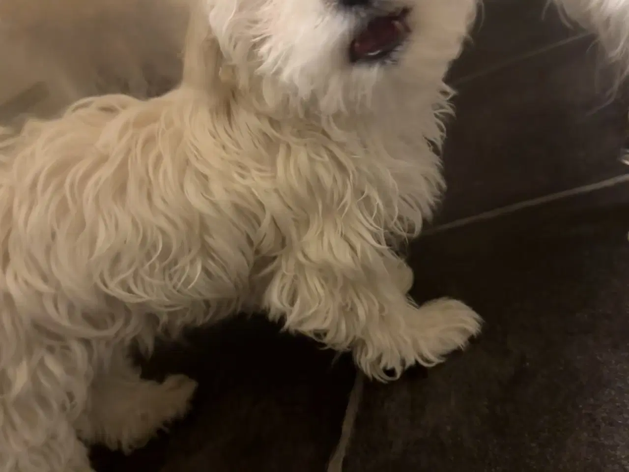 Billede 7 - Hvalpe Maltese en Tæve