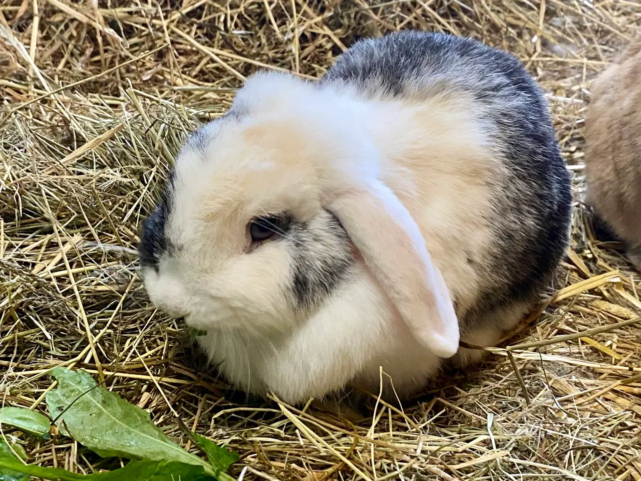 Billede 4 - Kærlige kaniner klar til nyt hjem 🐇❤️