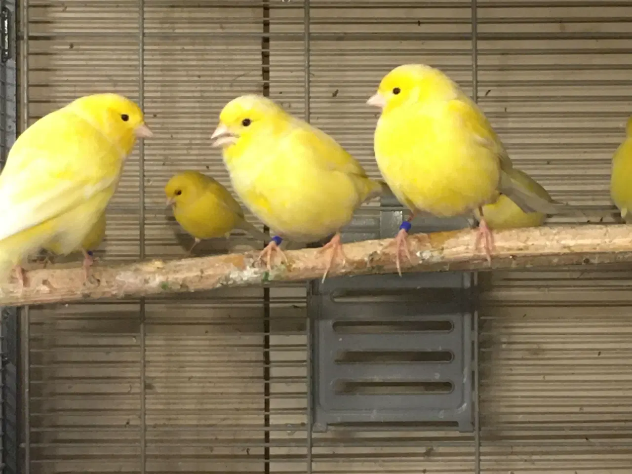 Billede 2 - Kanarie fugle