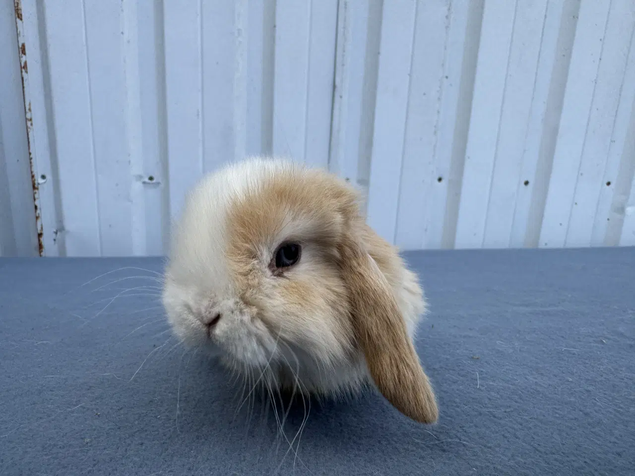 Billede 5 - Dværgvædder/Mini lop hankanin